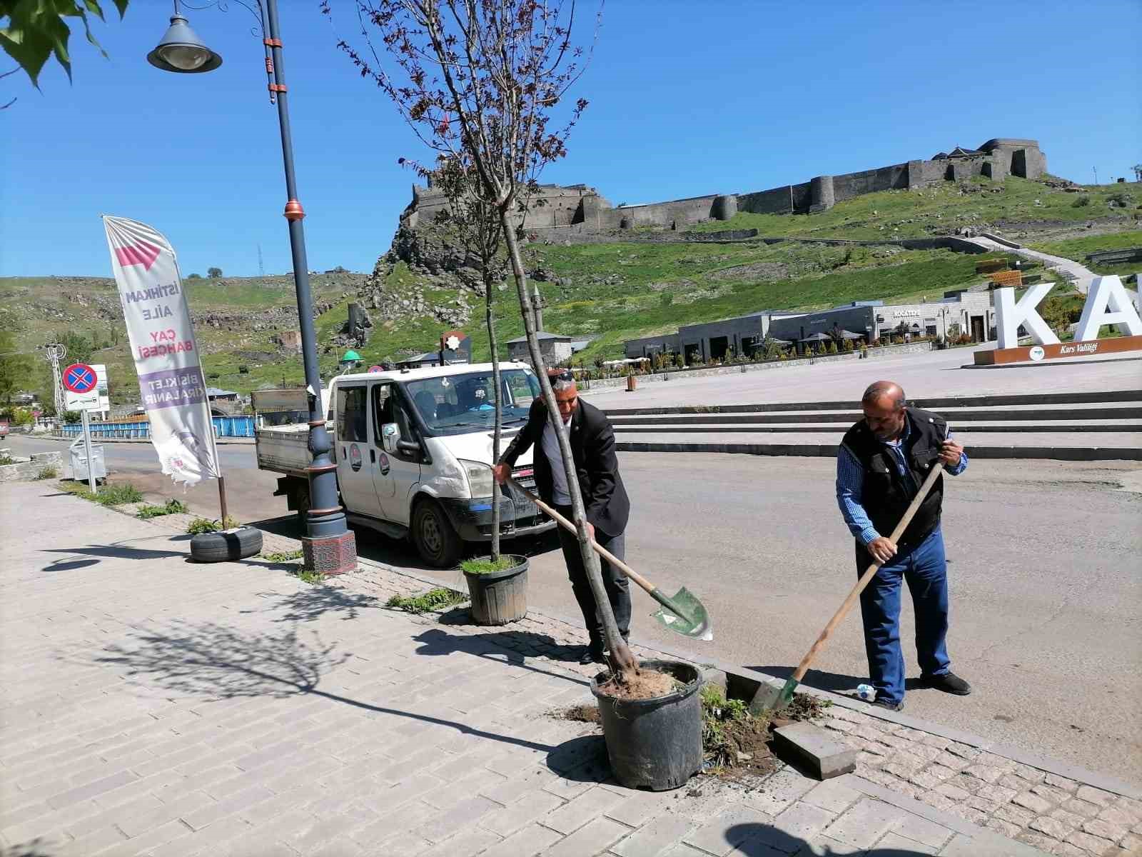 KARS’TA ÇEŞİTLİ NEDENLERDEN DOLAYI KURUYAN AĞAÇLAR YENİLERİYLE DEĞİŞTİRİLİYOR(KARS-İHA)