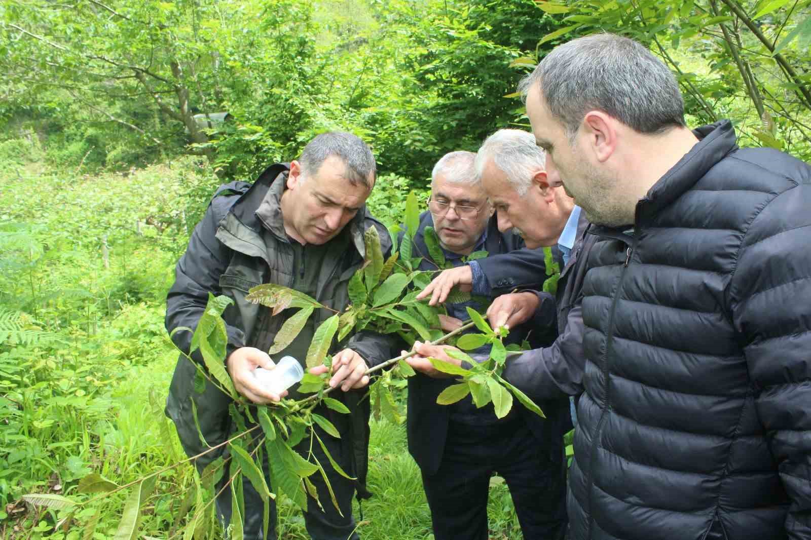 KASTAMONU’NUN İNEBOLU İLÇESİNDE ÖZELLİKLE KESTANE AĞAÇLARINDAKİ VERİMİ DÜŞÜREN “KATİL ARI”