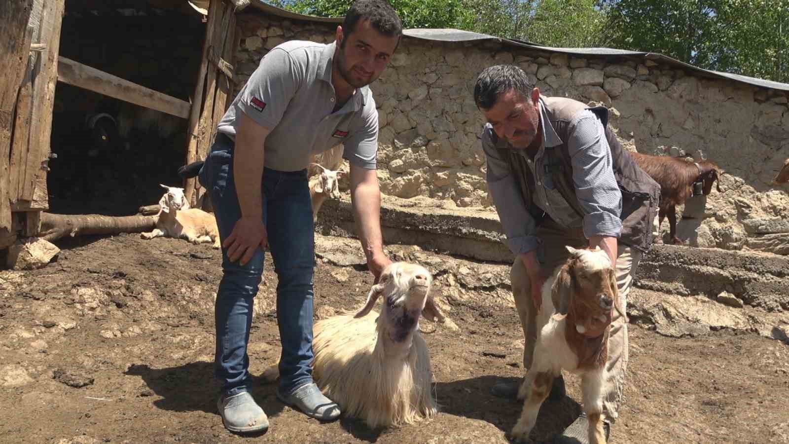 KASTAMONU’NUN TAŞKÖPRÜ İLÇESİNDE ÖREN KÖYÜNDE YERLEŞİM YERİNE KADAR İNEN KURTLAR,