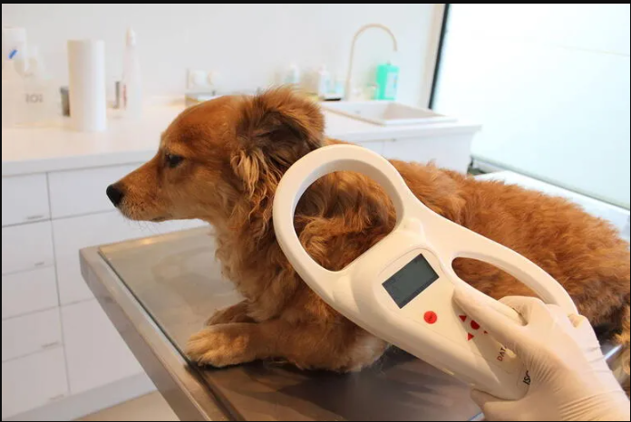 ESKİŞEHİR'DE YAŞANAN KAYIP KÖPEK OLAYI ODUNPAZARI İLÇE TARIM VE ORMAN