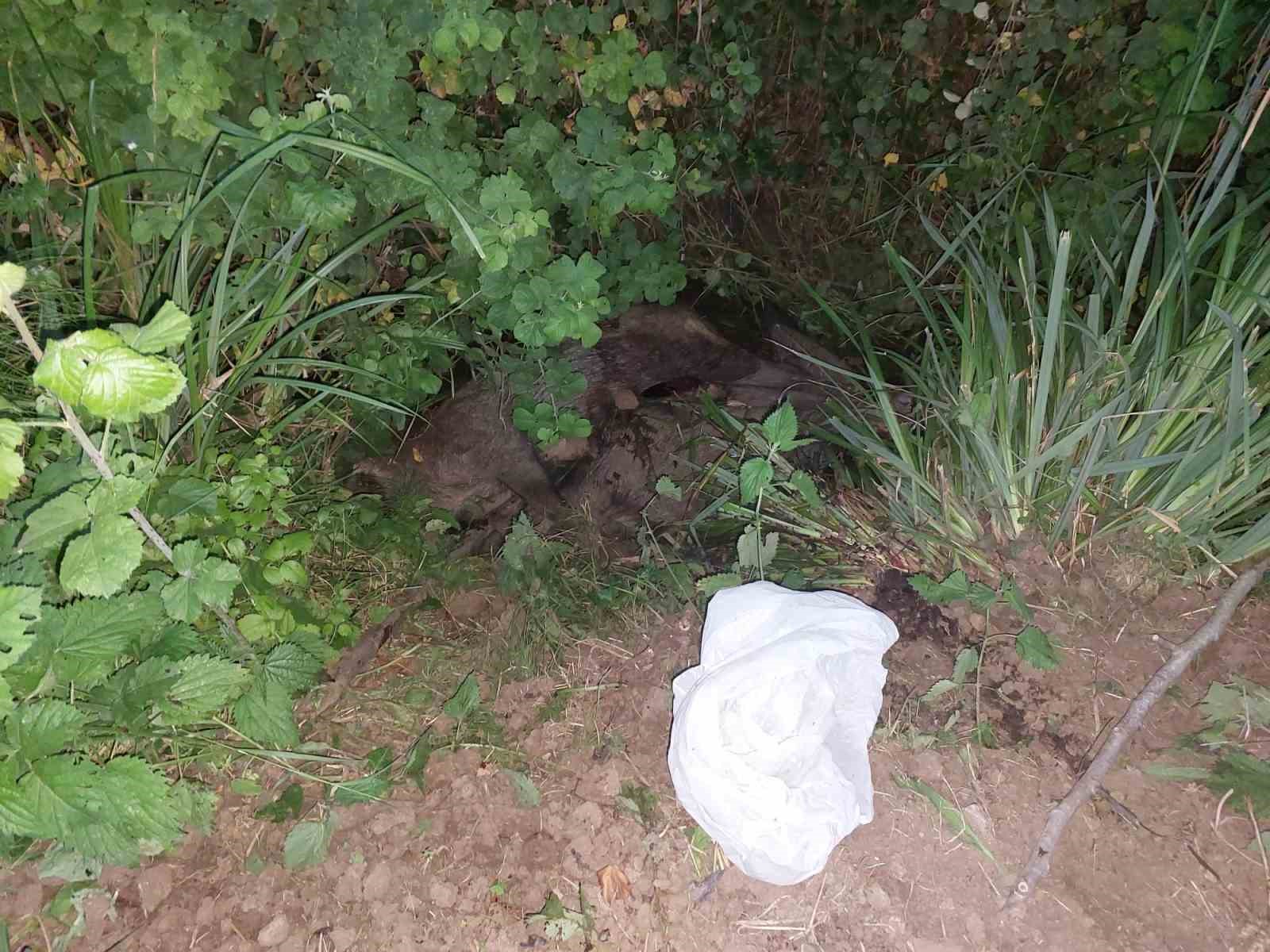 ZONGULDAK’IN EREĞLİ İLÇESİNDE DERE KENARINDA 2 ADET YETİŞKİN DOMUZ ÖLÜSÜ