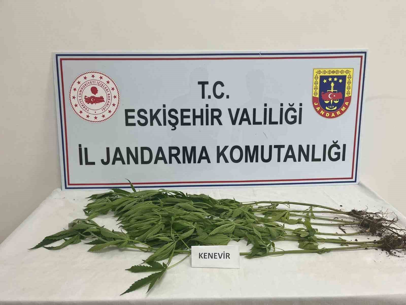 ESKİŞEHİR’DE JANDARMA EKİPLERİNİN ÇALIŞMALARI SONUCUNDA 24 KÖK KENEVİR BİTKİSİ ELE