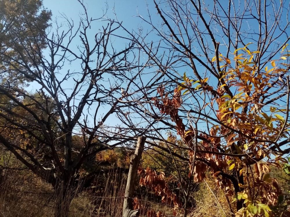 TÜRKİYE'NİN EN ÖNEMLİ KESTANE ÜRETİM MERKEZLERİNİN BAŞINDA GELEN AYDIN'DA KESTANE
