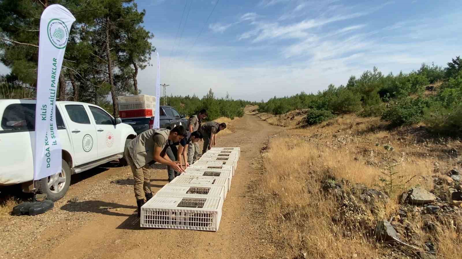 KİLİS’TE DOĞA KORUMA VE MİLLİ PARKLAR GENEL MÜDÜRLÜĞÜNCE 600 KEKLİK