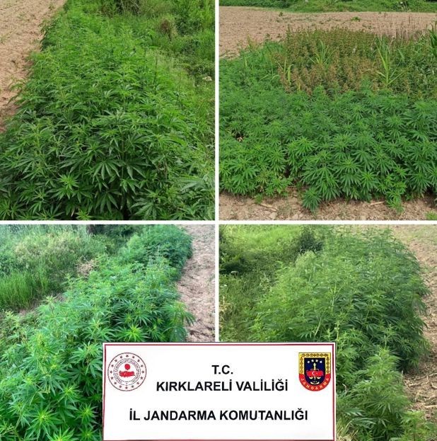 KIRKLARELİ’NDE 13 BİN 800 KÖK HİNT KENEVİRİ ELE GEÇİRİLDİ.