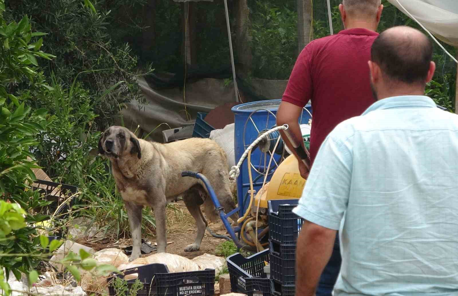 MERSİN'DE SOKAK KÖPEĞİ YAŞLI BİR KADINA SALDIRIP ELİNDEN YARALADI. YARALI