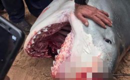 Köpekbalığı saldırısına uğrayan Rus turist öldü