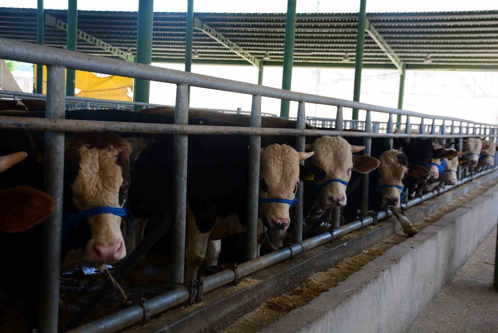 KÖRFEZ BELEDİYESİ TARAFINDAN İLİMTEPE BÖLGESİNDE KURULACAK OLAN KURBAN SATIŞ YERLERİ