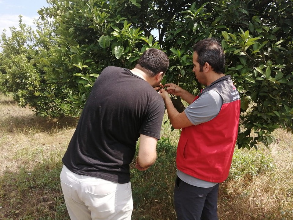 KÖYCEĞİZ’DE ÜRETİCİLER HARNUP GÜVESİ KONUSUNDA BİLGİLENDİRİLDİ