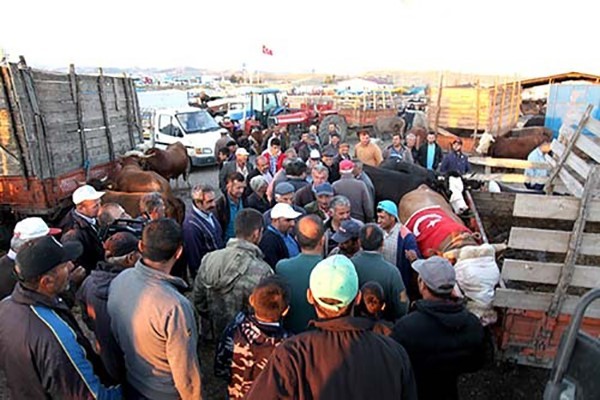 ÇORUM'UN SUNGURLU İLÇESİ'NDE  ŞAP HASTALIĞI NEDENİYLE BİR SÜREDİR KAPALI
