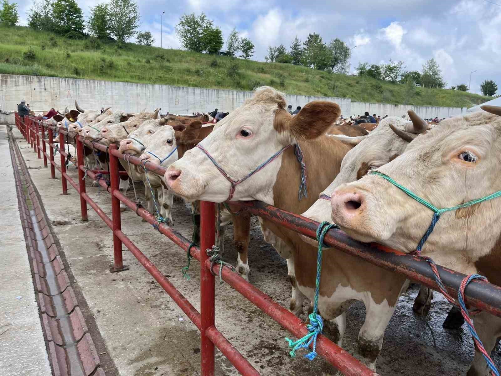 TARIM VE ORMAN İL MÜDÜRLÜĞÜ EKİPLERİNCE KASTAMONU CANLI HAYVAN PAZARINDA