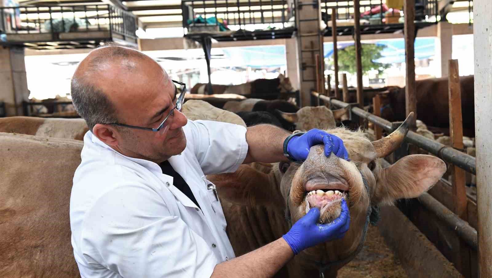 OSMANGAZİ BELEDİYESİ, BÜNYESİNDE ÇALIŞAN UZMAN VETERİNERLER KURBAN PAZARLARINDA GEBE HAYVAN