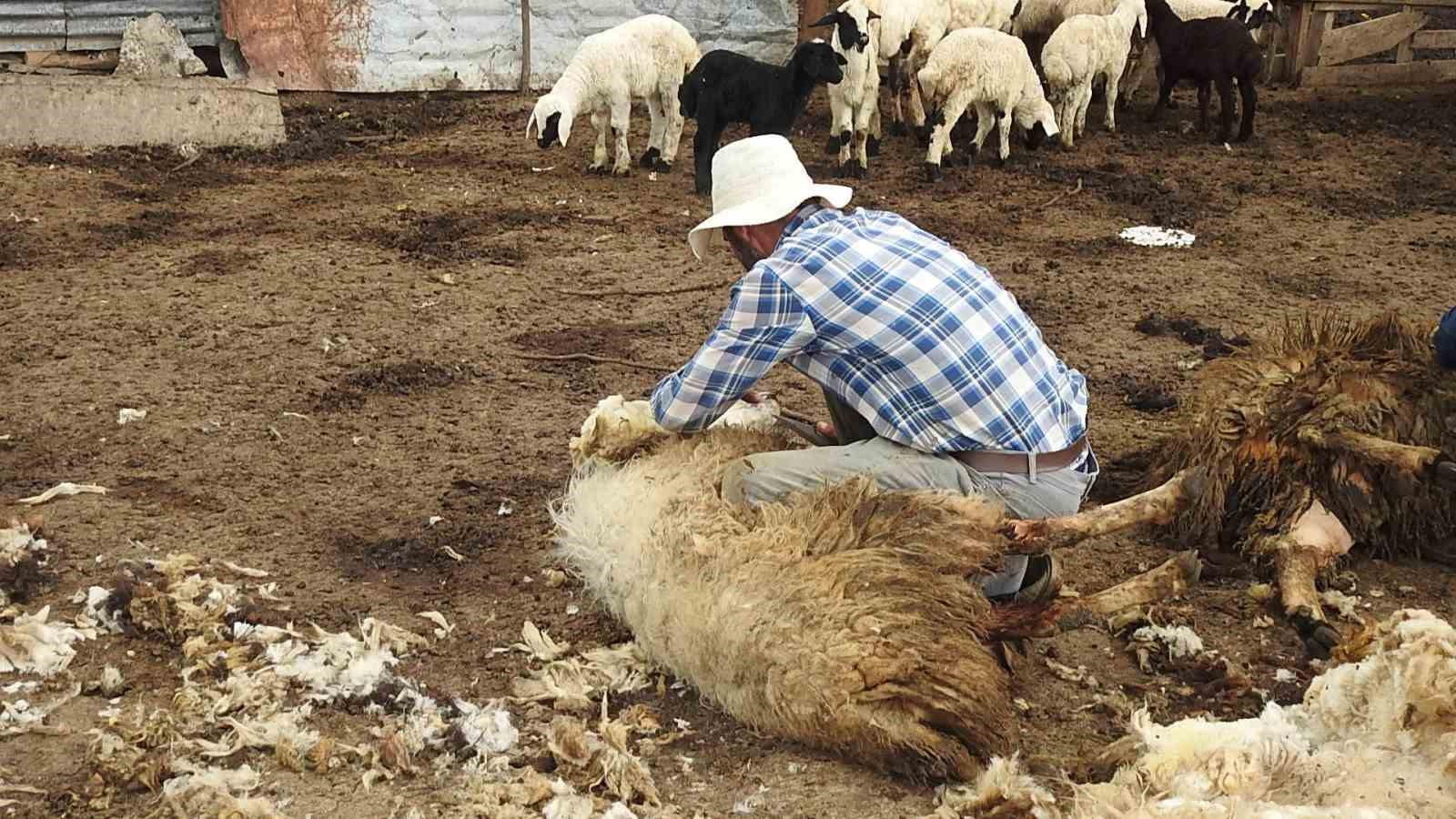 ERZİNCAN’DA MERADA OTLAYAN KOYUNLARIN ARASINA DALAN KURT SÜRÜSÜ 17 KOYUNU