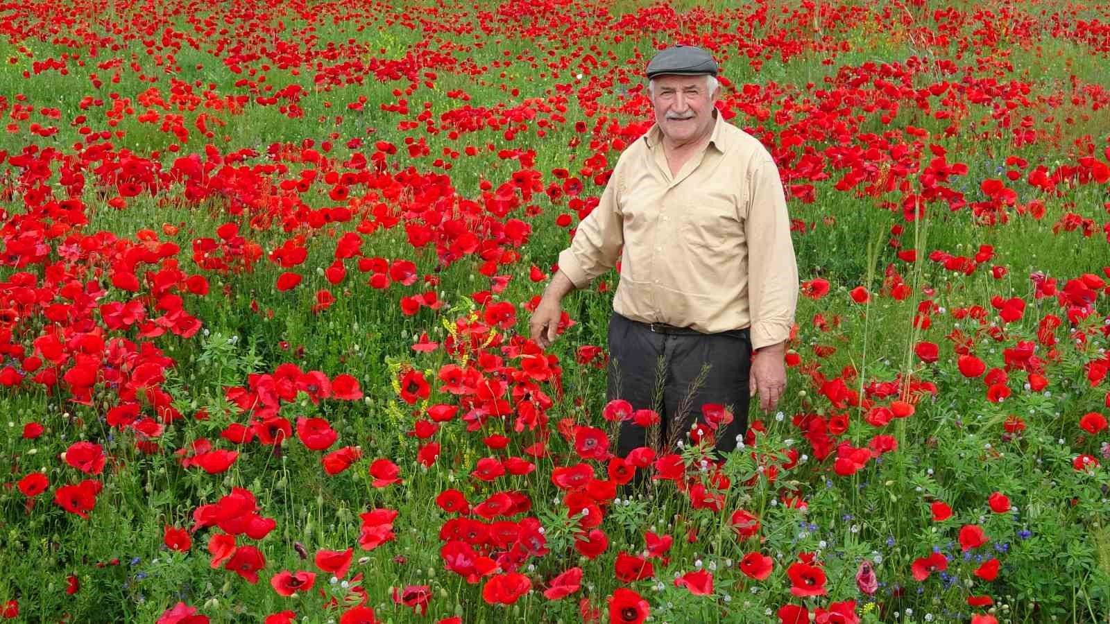 KÜTAHYA'DA GELİNCİK TARLALARI GÖRSEL ŞÖLEN SUNUYOR