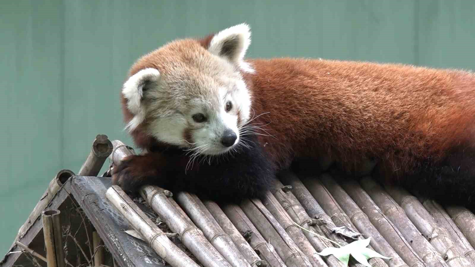 BURSA HAYVANAT BAHÇESİ'NE, MACARİSTAN'DAN ERKEK KIZIL PANDA GETİRİLDİ.