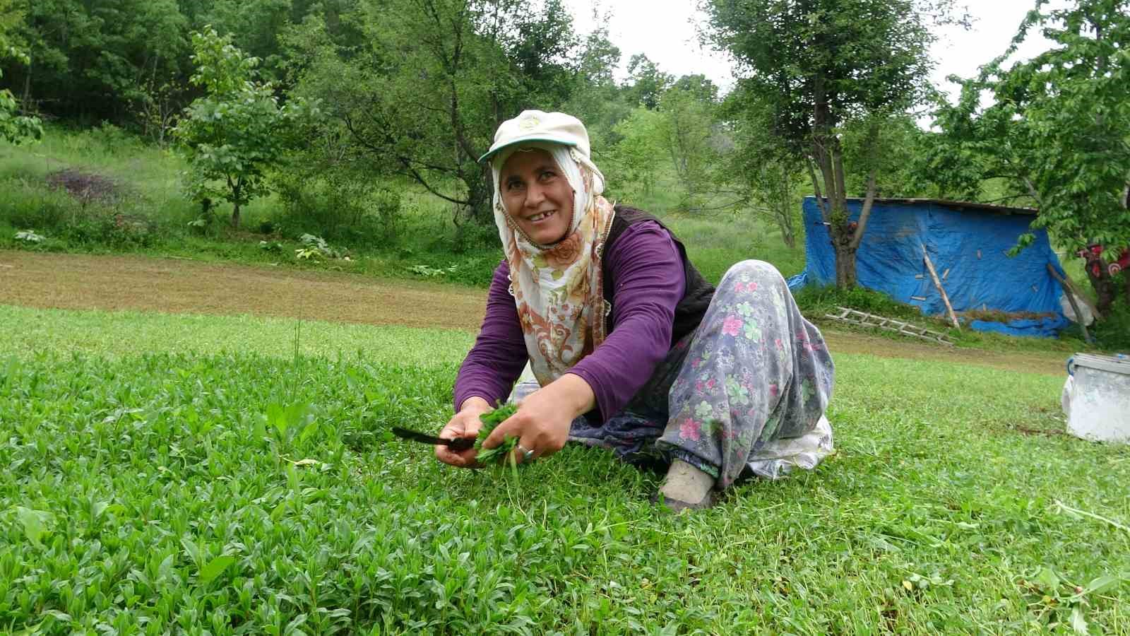 TOKAT'IN MADIMAK YETİŞTİRİCİLİĞİ İLE ÜNLÜ BEŞÖREN KÖYÜNDE BU YIL YAPILAN