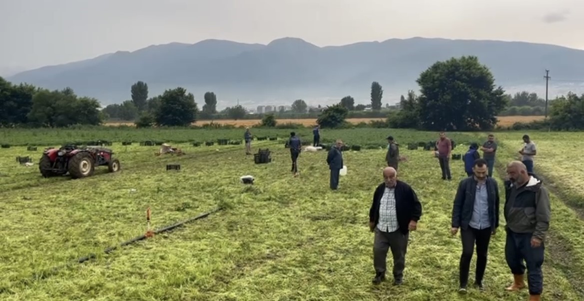 BURSA’DA MAYDANOZ TARLASINDA ÇALIŞAN 63 YAŞINDAKİ KADIN İŞÇİ YILDIRIM DÜŞMESİ