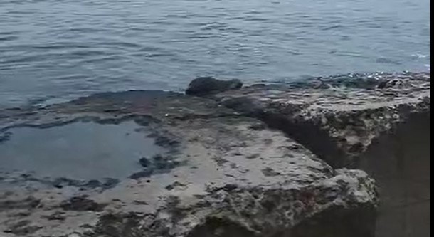 NESLİ TEHLİKEDE OLAN SU SAMURU, TEKİRDAĞ SAHİLİNDE GÖRÜNTÜLENDİ.