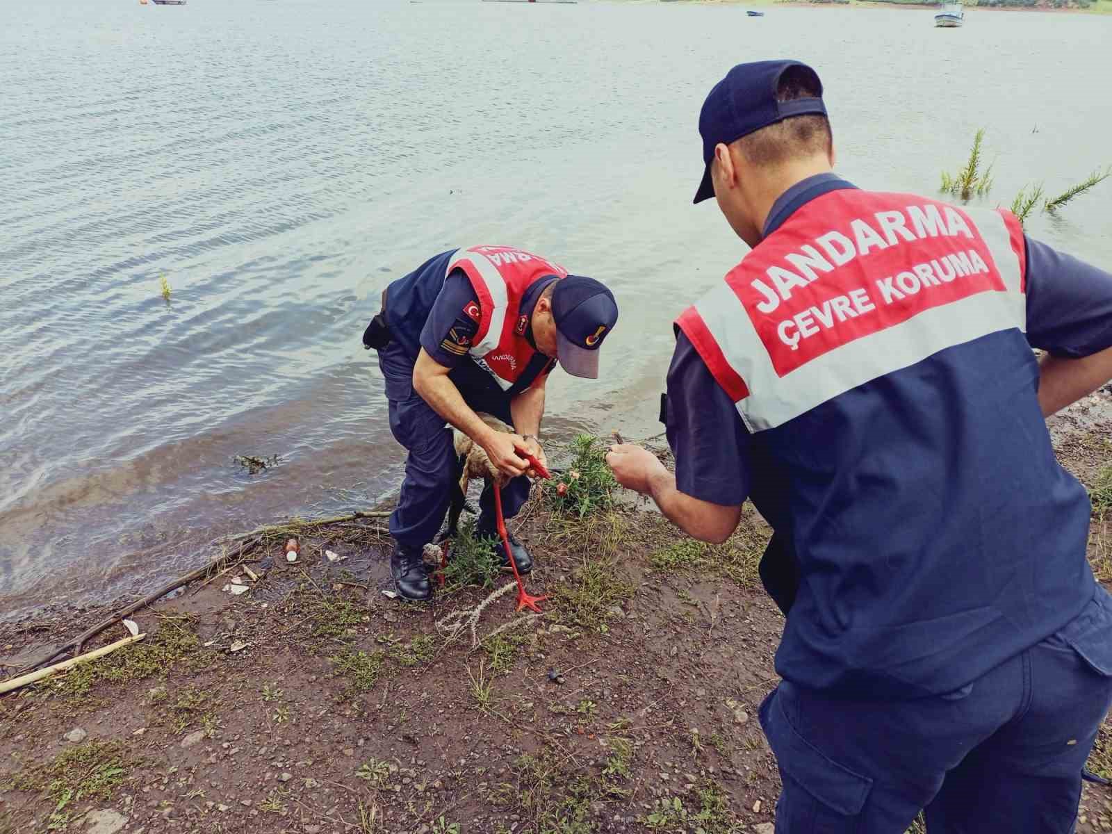 TOKAT'TA OLTA YUTMUŞ VE KURSAĞINDAN YATALANMIŞ LEYLEK TEDAVİSİNİM ARDINDAN DOĞAYA