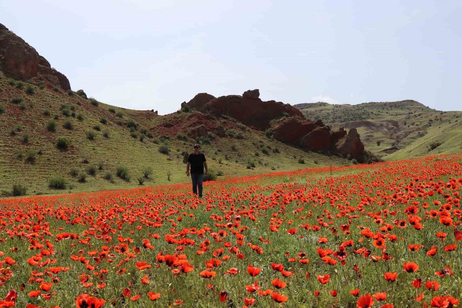 ERZURUM’UN OLTU İLÇESİNDE, BAHARLA BİRLİKTE KENDİLİĞİNDEN YETİŞEN GELİNCİKLER, İKİNCİ KEZ