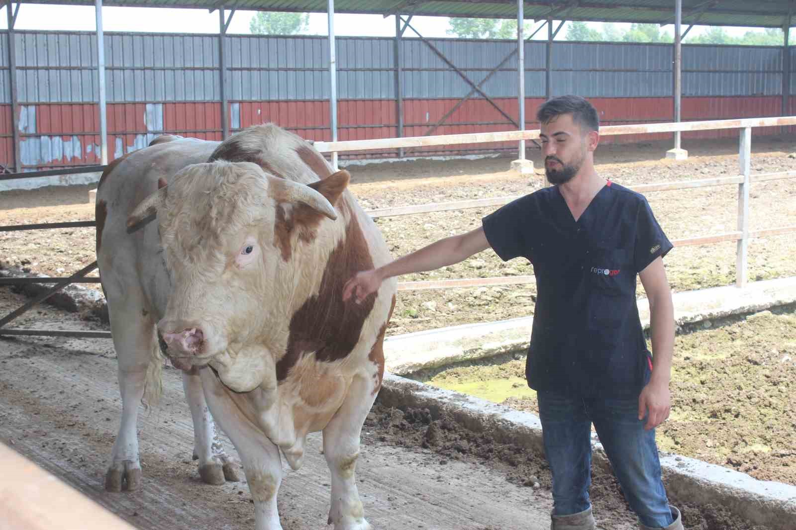 DÜZCE’DE BESİ ÇİFTLİĞİNDE YETİŞTİRİLEN 1 TON 400 KİLO AĞIRLIĞINDAKİ BOĞANIN