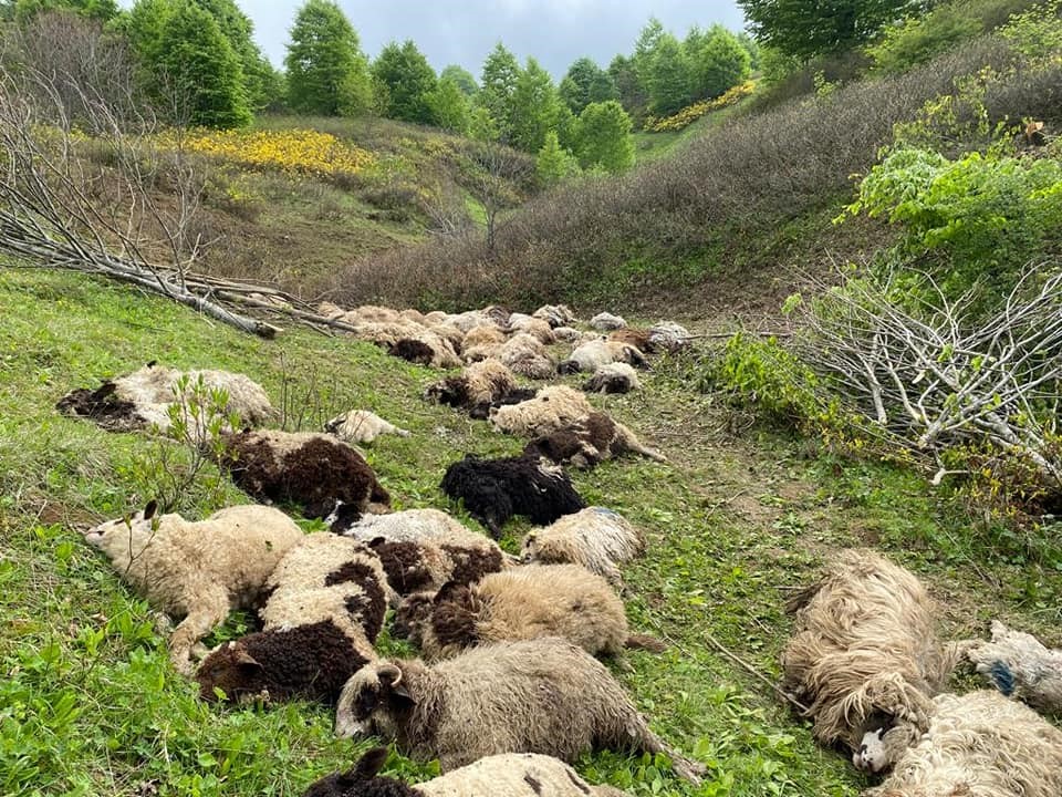 ORDU’NUN GÖLKÖY İLÇESİNDE AYILARIN SALDIRDIĞI SÜRÜDE BULUNAN 76 KOYUN TELEF