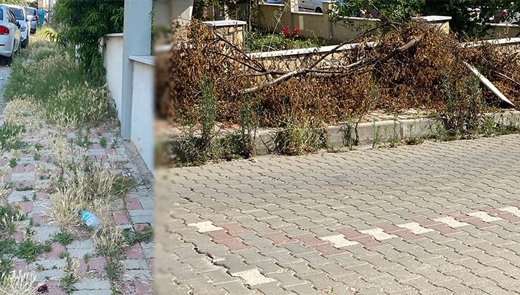 Bandırma Paşabayır Mahallesi 1021’nci sokakta kaldırım üzerine kesip bırakılan ağaçlar