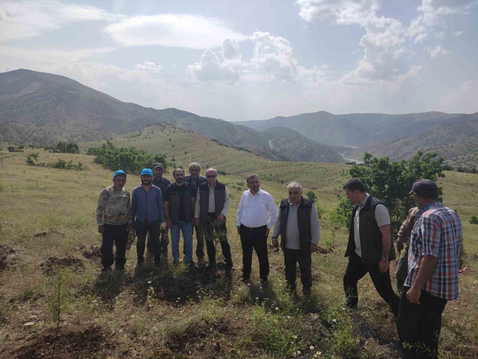 ELAZIĞ’IN PALU İLÇESİNDE YAPILAN GELİR GETİRİCİ TÜR AĞAÇLANDIRMA ÇALIŞMALARI ÇERÇEVESİNDE