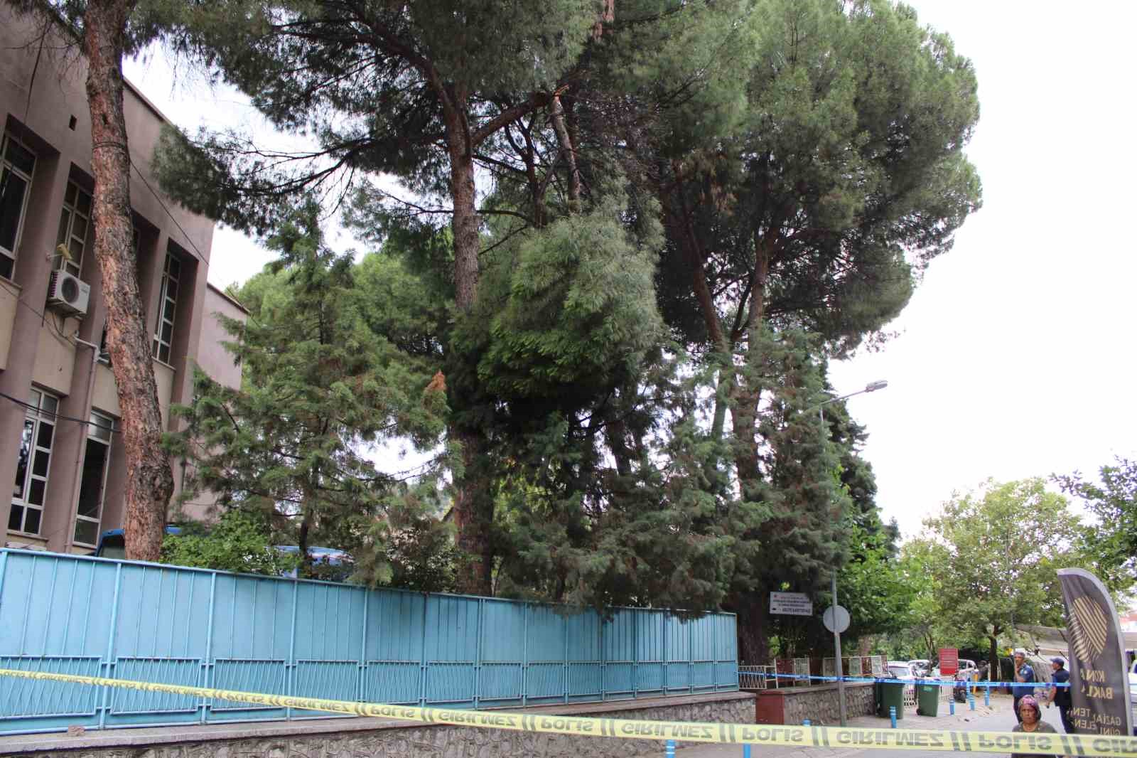 AYDIN’IN EFELER İLÇESİNDE ADLİYE BAHÇESİNDE BULUNAN BİR ÇAM AĞACININ DALI