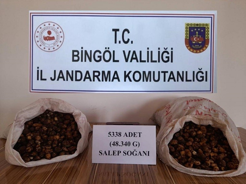 BİNGÖL’DE ENDEMİK BİR TÜR OLAN SALEP SOĞANI TOPLAYAN VE TİCARETİNİ