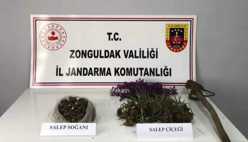 ZONGULDAK'IN ÇAYCUMA İLÇESİNDE İZİNSİZ SALEP SOĞANI TOPLAYANLARA 2 MİLYON 647