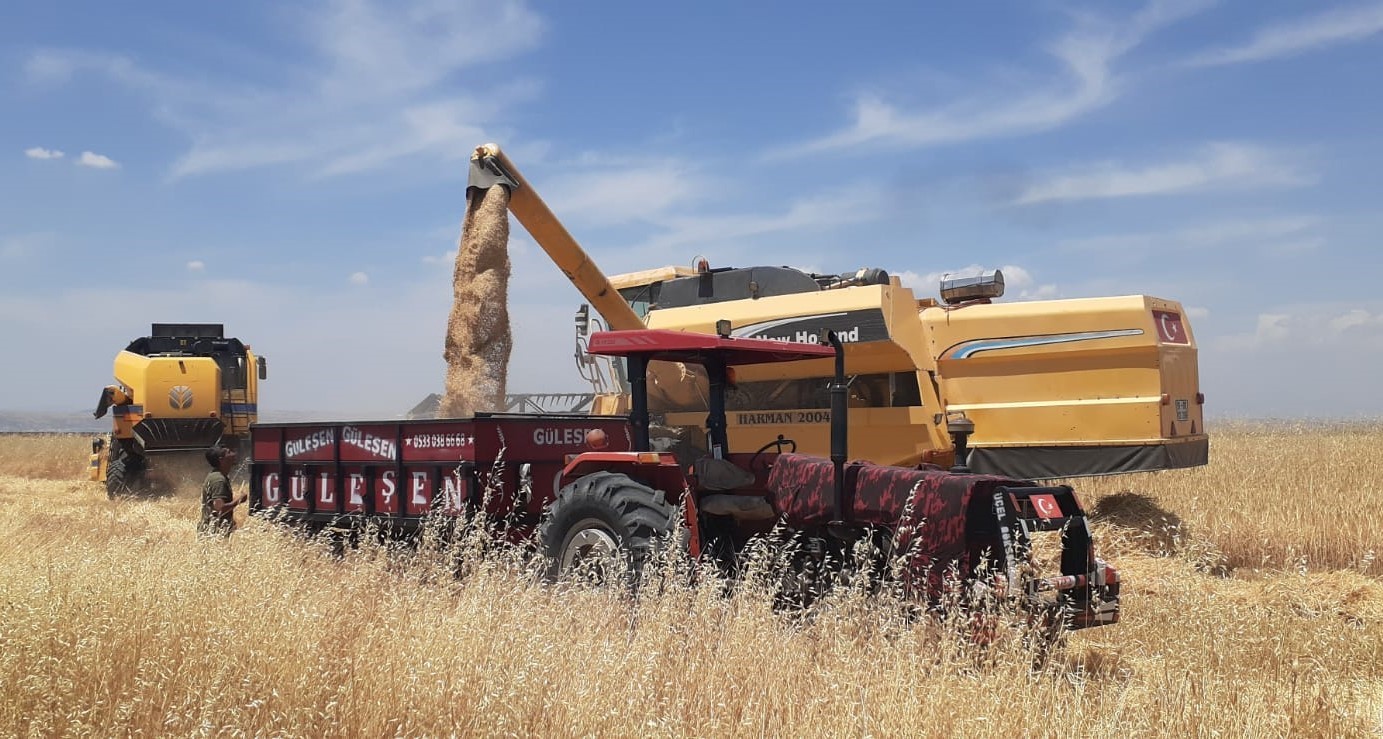 ADIYAMAN’IN SAMSAT İLÇESİNDE HUBUBAT HASADI BAŞLADI.