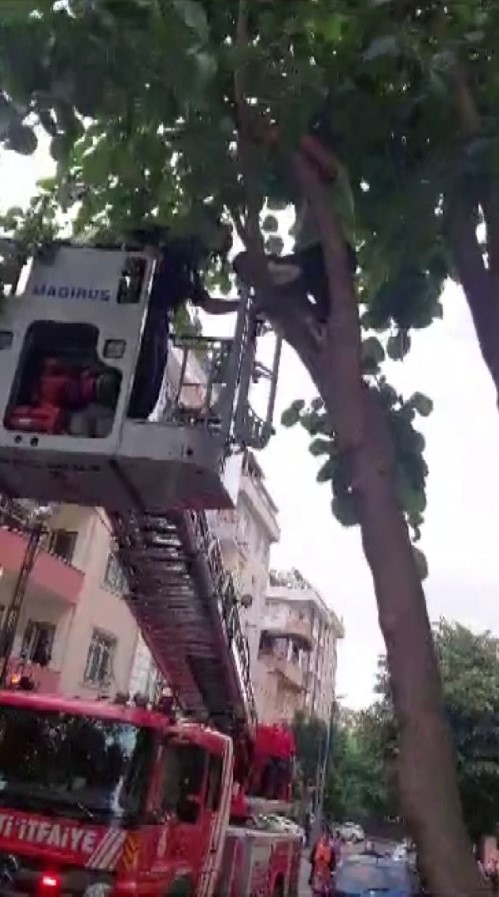 SANCAKTEPE'DE DUT TOPLAMAK İÇİN AĞACA ÇIKAN ÇOCUK GERİ İNEMEYİNCE İTFAİYE