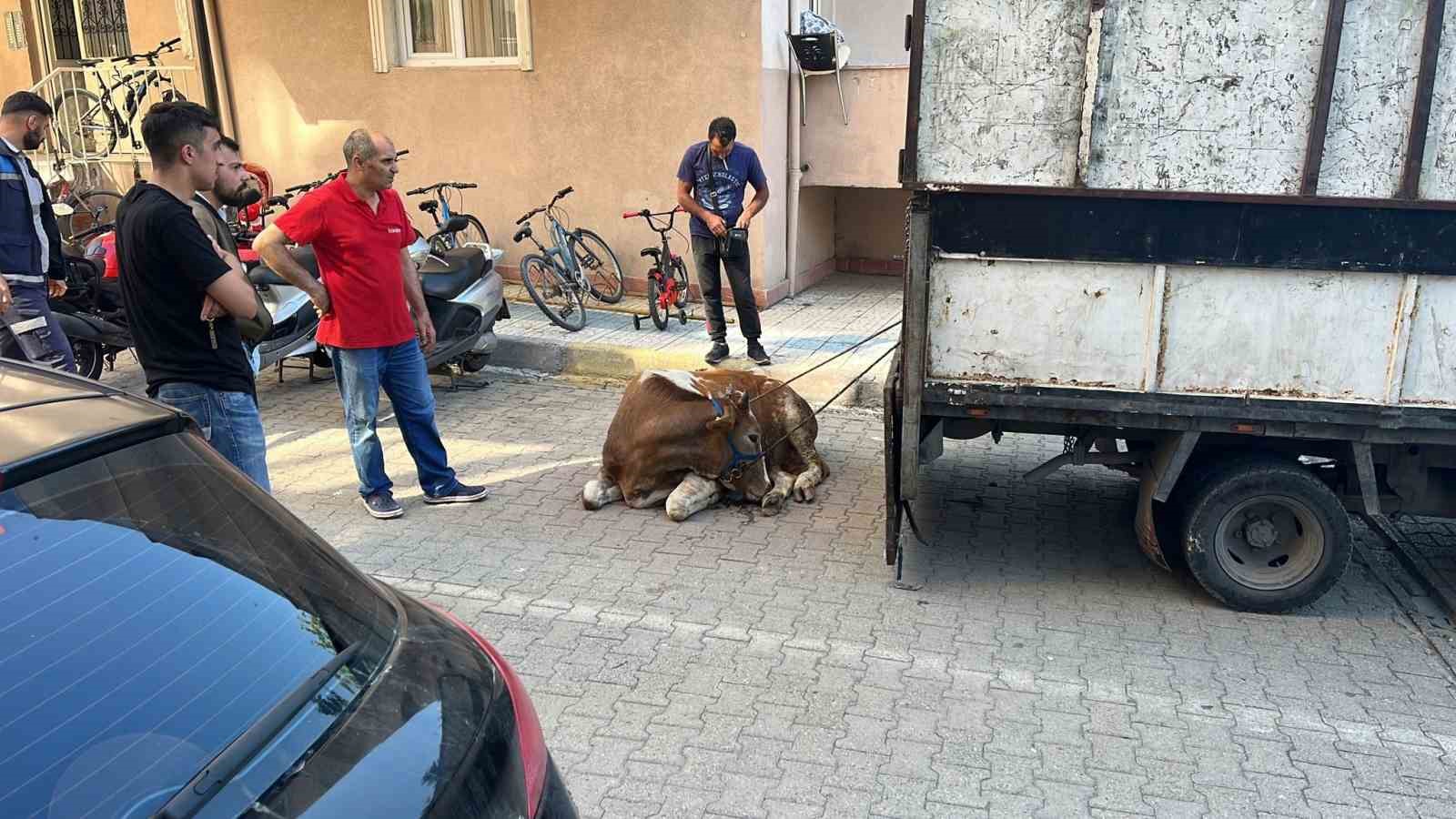 SANCAKTEPE’DE SAHİBİNİN ELİNDEN KAÇAN KURBANLIK EKİPLER TARAFINDAN YAKALANDI. 4 UYUŞTURUCU