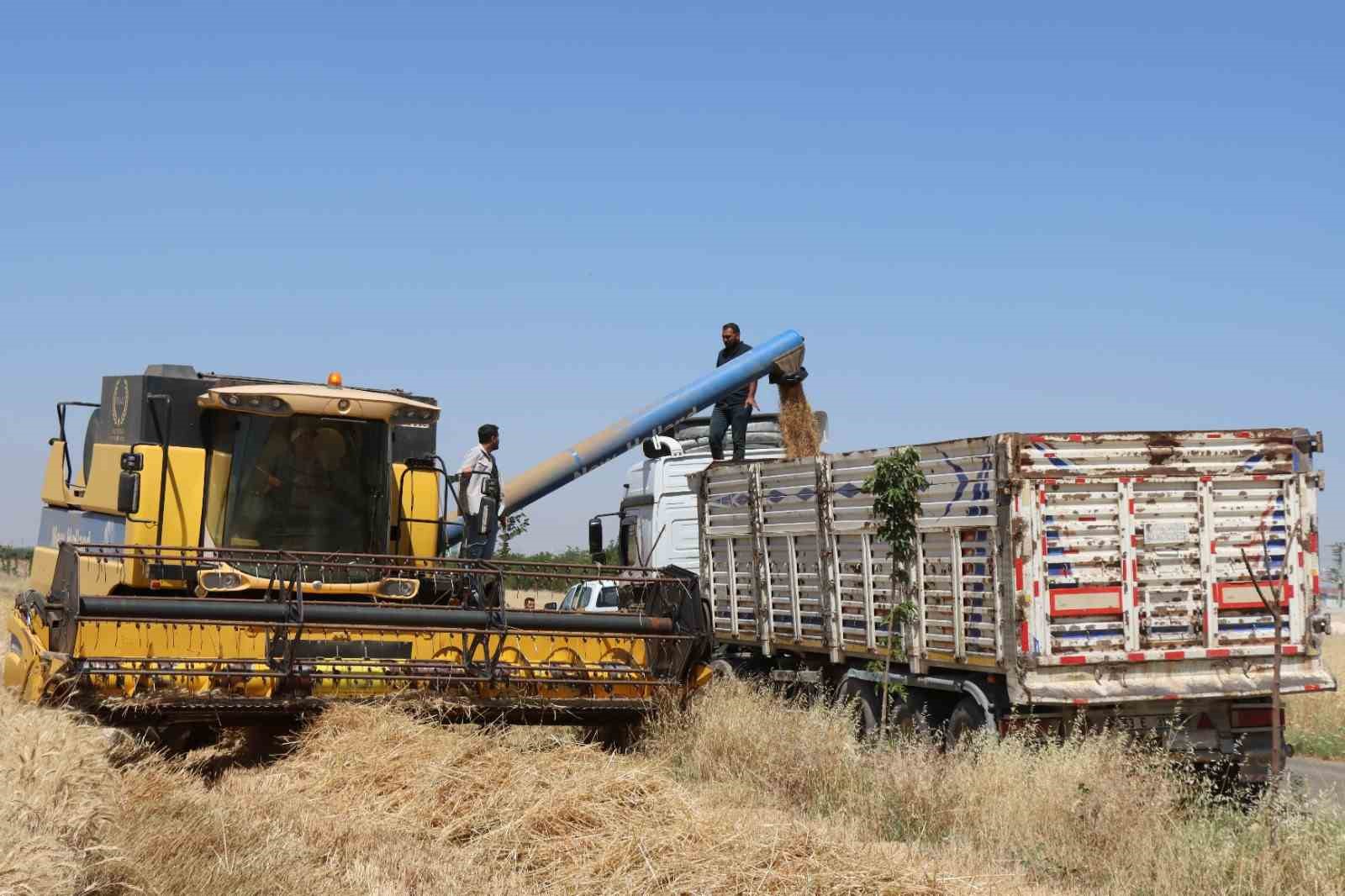 ŞANLIURFA BÜYÜKŞEHİR’DEN BUĞDAY HASADI