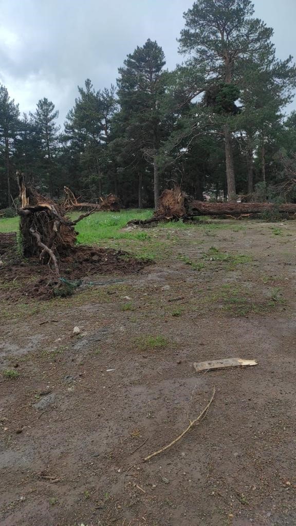KARS’IN SARIKAMIŞ İLÇESİNDE ŞİDDETLİ RÜZGÂR AĞAÇLARI YERİNDEN SÖKTÜ.