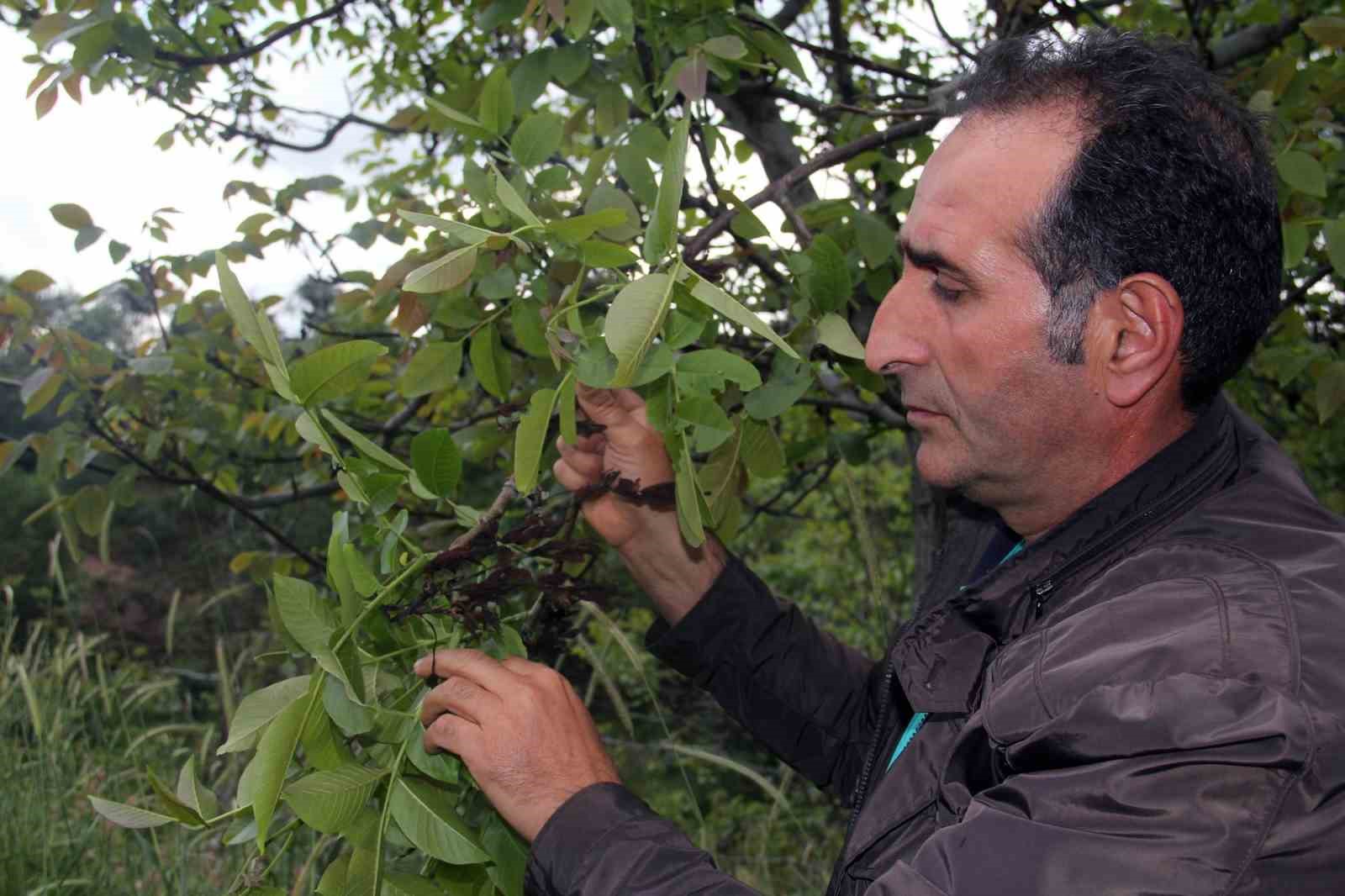 GİRESUN'UN ŞEBİNKARAHİSAR İLÇESİNDE YETİŞTİRİLEN TESCİLLİ ŞEBİN CEVİZİNİN ERKEN BAHAR 