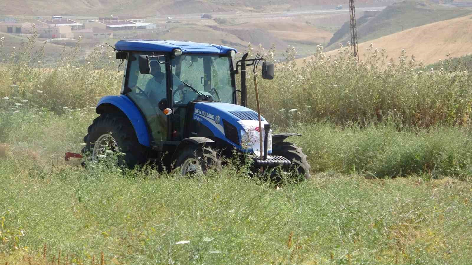 SİİRT'TE 150 BİN DEKAR ALAN ÜZERİNDE EKİMİ YAPILAN KIRMIZI MERCİMEĞİN