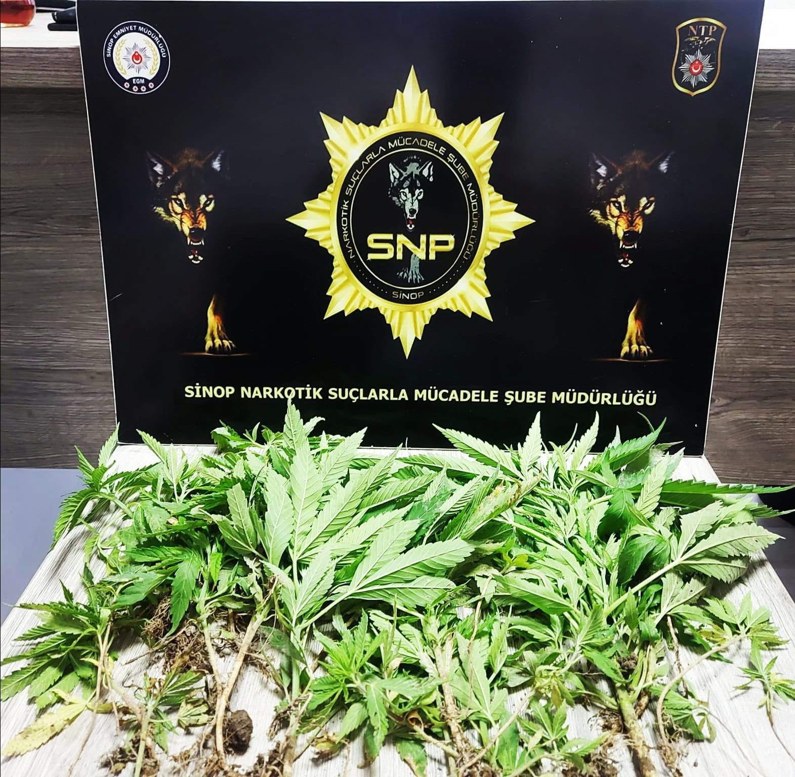 SİNOP’TA BİR ADRESTE YAPILAN ARAMADA 35 KÖK HİNT KENEVİRİ ELE