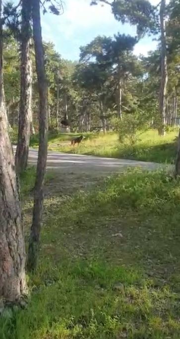 SOĞUKSU MİLLİ PARKI'NDA PİKNİK YAPAN AİLE, BULUNDUKLARI YERE BİR AYININ