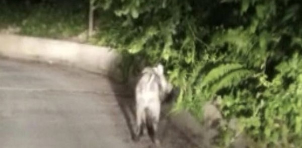 ZONGULDAK’IN KOZLU İLÇESİNDE SOKAĞA İNEN DOMUZ PANİK OLUŞTURDU.