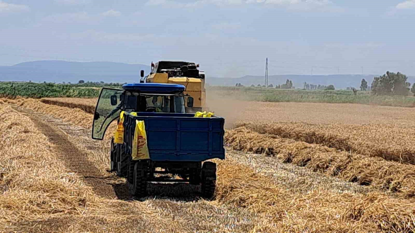 SÖKE OVASI’NDA BUĞDAY HASADI GECİKMELİ DE OLSA BAŞLADI.