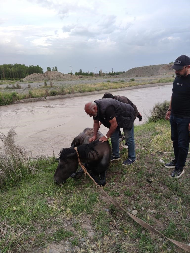 SULAMA BARAJINA DÜŞEN AT KURTARILDI