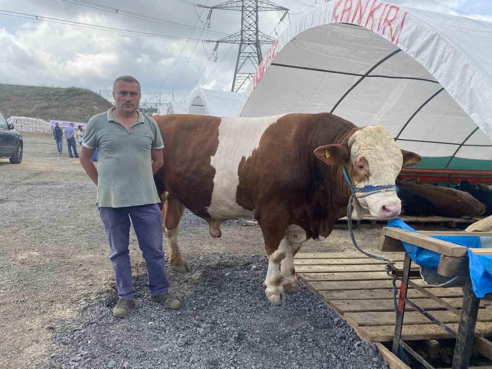 SULTANGAZİ KURBAN PAZARININ EN BÜYÜĞÜ “ILGAZ” ALICISINI BEKLİYOR