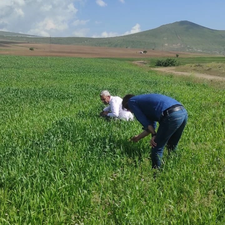 BİTLİS’İN TATVAN İLÇE TARIM VE ORMAN MÜDÜRLÜĞÜ TARAFINDAN İLÇEDE BULUNAN