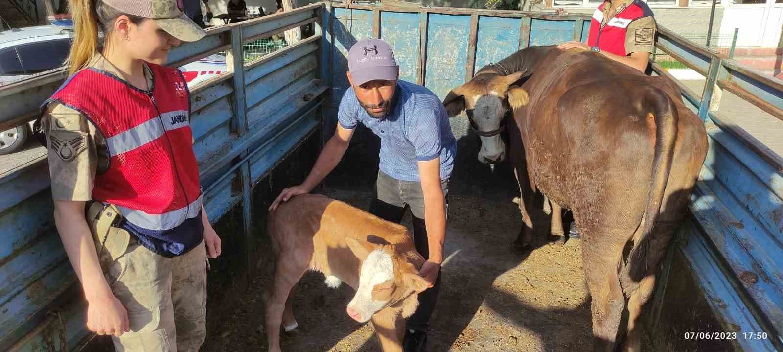 TEK İNEĞİYDİ ÇALINDI, JANDARMA BULDU