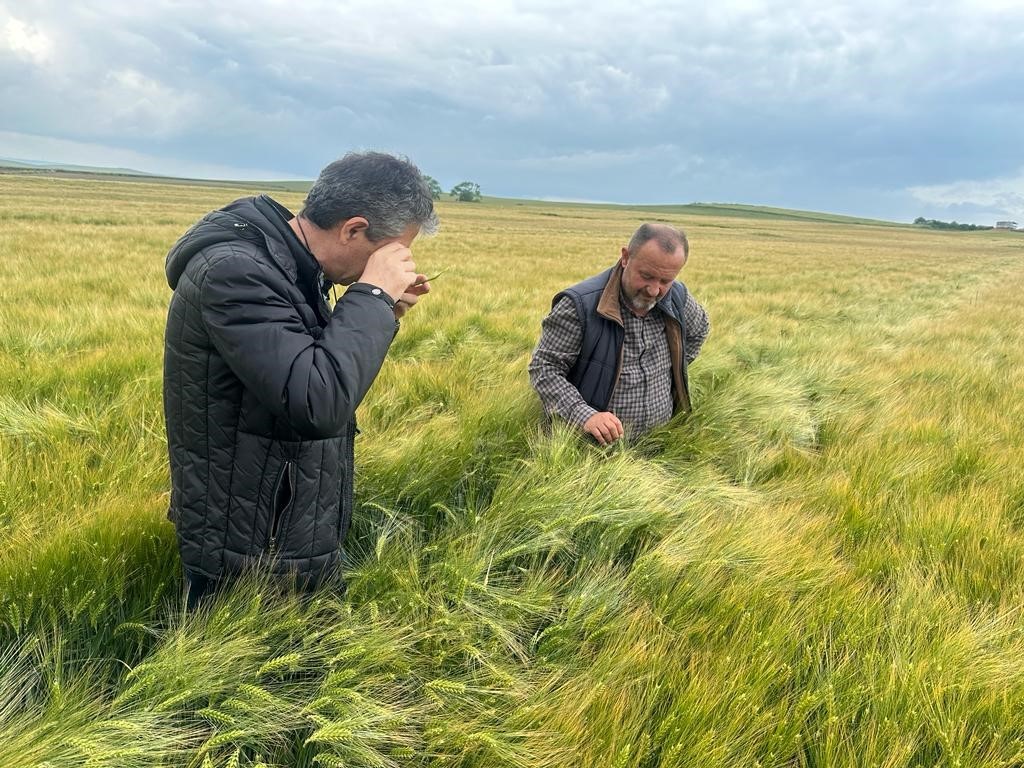 HASAT MEVSİMİ YAKLAŞIRKEN TEKİRDAĞ’DA HUBUBAT HASTALIK VE ZARARLI KONTROLLERİ SÜRÜYOR.