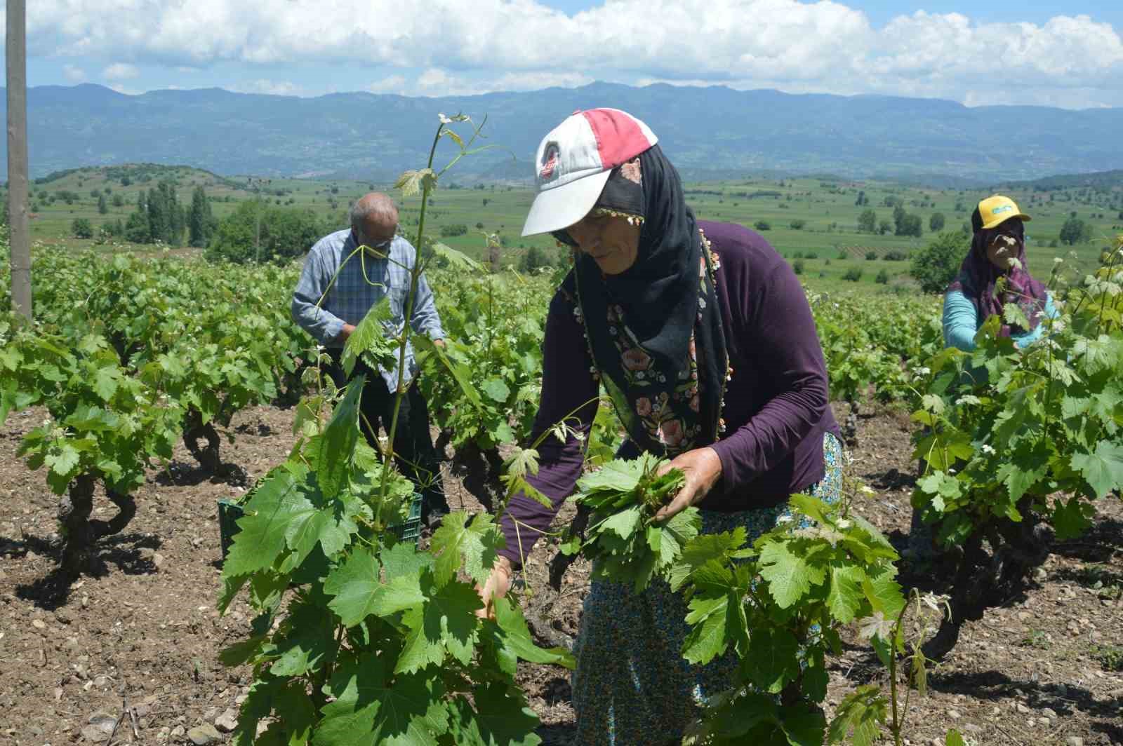 TOKAT’IN NİKSAR İLÇESİNE BAĞLI GÖKÇELİ BELDESİNDE BAĞ YAPRAĞI HASADI BAŞLADI