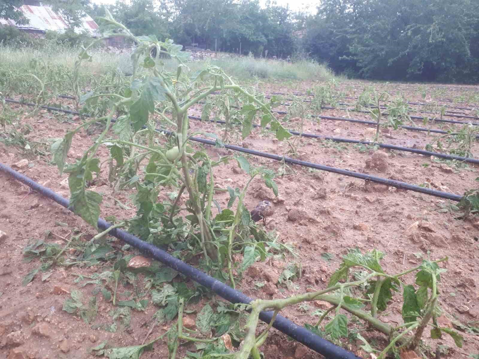 TUNCELİ’DE DÜN ÖĞLEDEN SONRA ETKİLİ OLAN DOLU, EKİLİ ALANLARA HASAR