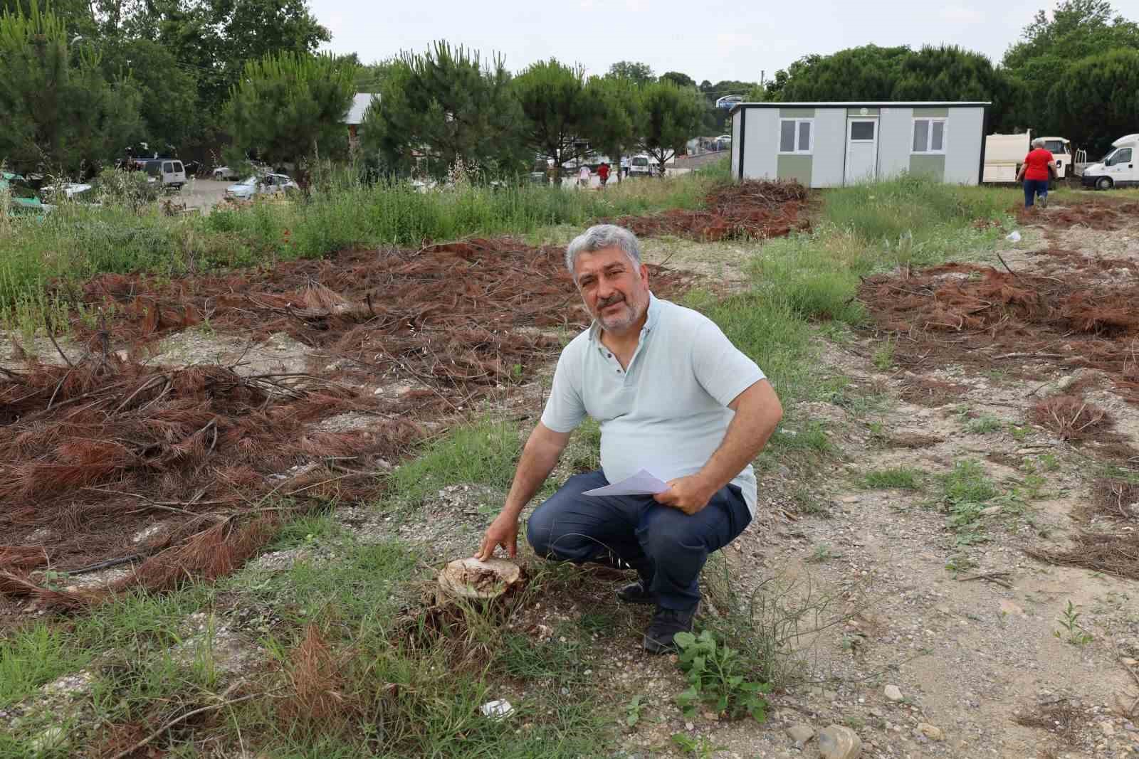 TURGUTLU İLÇESİNDE 30 ADET 30 YILLIK AĞACIN RANTA KURBAN EDİLDİĞİNİ